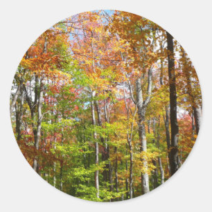 Sticker Rond Automne Forêt II Automne Paysage Photographie