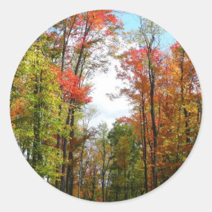 Sticker Rond Automnes Arbres et Ciel bleu Automne Photographie 