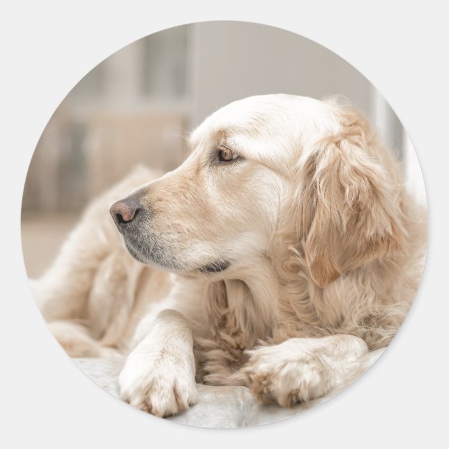 Sticker rond avec portrait de Golden Retriever (Devant)