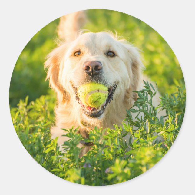 Sticker rond avec portrait de Golden Retriever (Devant)