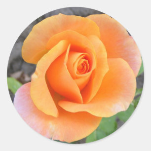 Sticker rond avec rose orange