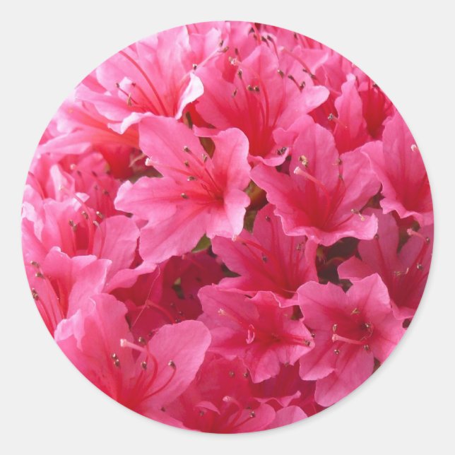 Sticker Rond Azalea rose (Devant)