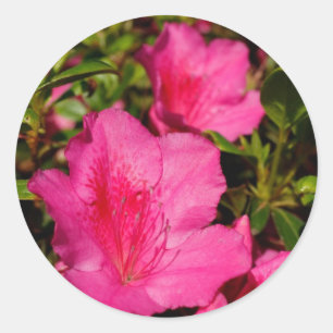 Sticker Rond Azaleas