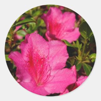 Sticker Rond Azaleas