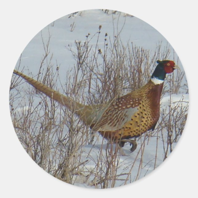 Sticker Rond B23 Pheasant à cou d'anneau dans la neige (Devant)