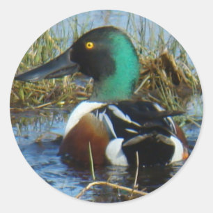 Sticker Rond B25 Raquette nord