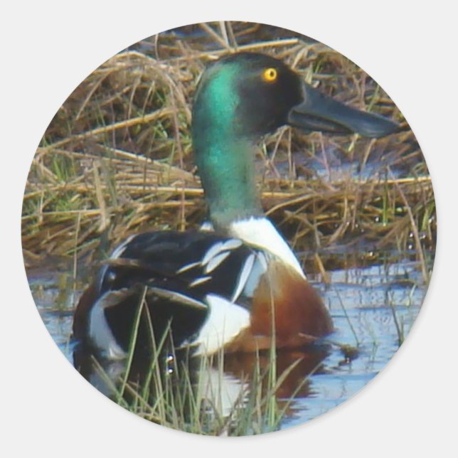 Sticker Rond B26 Canard souchet mâle (Devant)