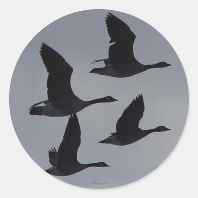 Sticker Rond B46 Bernaches du Canada en vol silhouette (Devant)