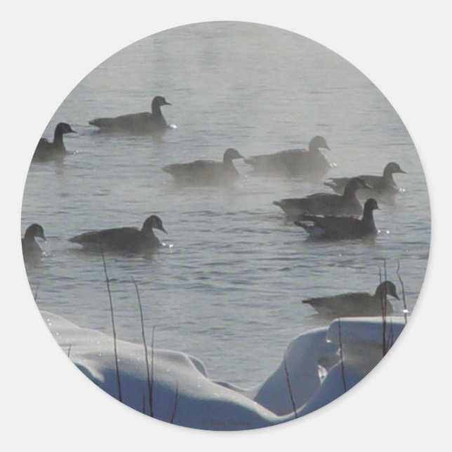Sticker Rond B49 Bernaches du Canada sur une rivière gelée (Devant)