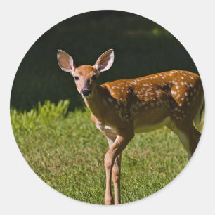 Sticker Rond Baby Deer