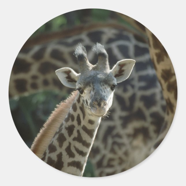 Sticker Rond Baby Giraffe (Devant)
