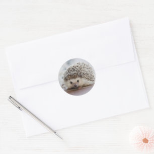 Sticker Rond Baby hedgehog