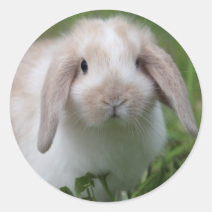 Sticker Rond Baby Holland Lop Bunny