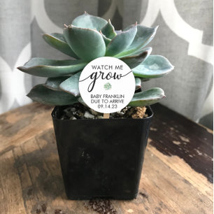 Sticker Rond Baby shower personnalisé Succulent Faveur