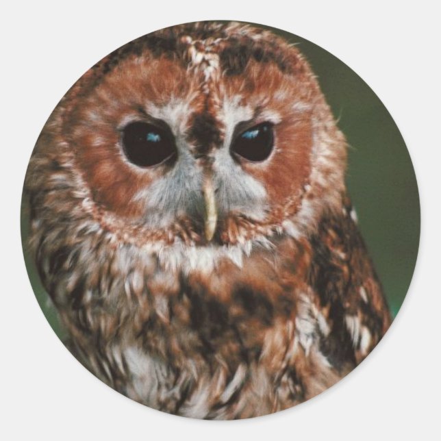 Sticker Rond Baby Tawny Owl (Devant)