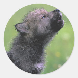 Sticker Rond Baby Wolf Howls