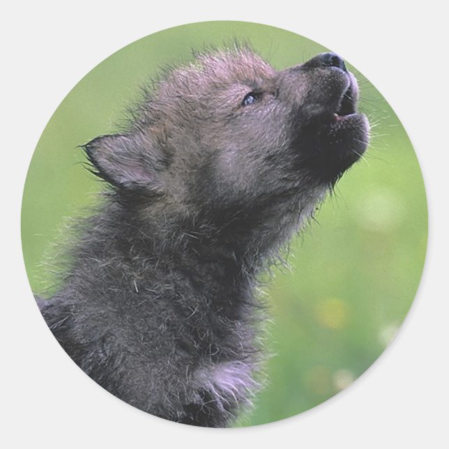 Sticker Rond Baby Wolf Howls (Devant)