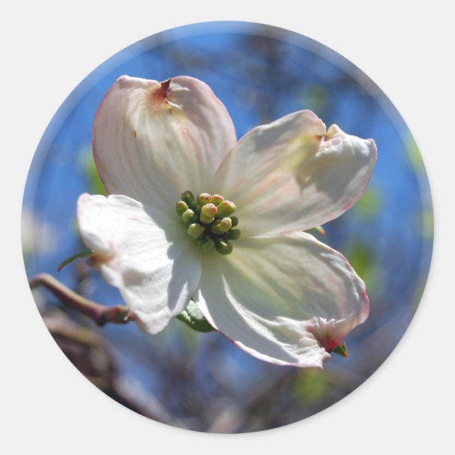 Sticker Rond Baguette blanche Fleur de Dogwood (Devant)