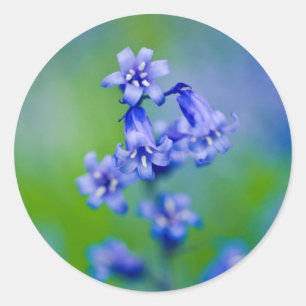 Sticker Rond Baguette de fleurs de Bluebell