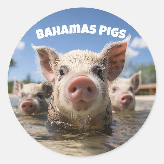 Sticker Rond Bahamas Pignoires - Exuma Pig Beach Adventure (Devant)