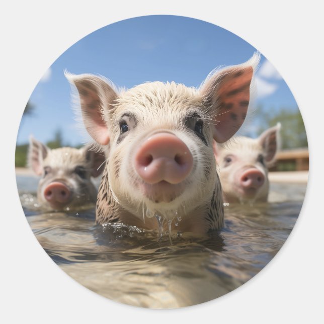 Sticker Rond Bahamas Pignoires - Exuma Pig Beach Adventure (Devant)