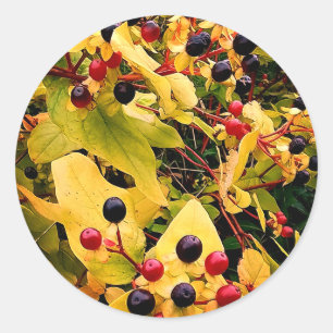 Sticker Rond Baies noires et rouges