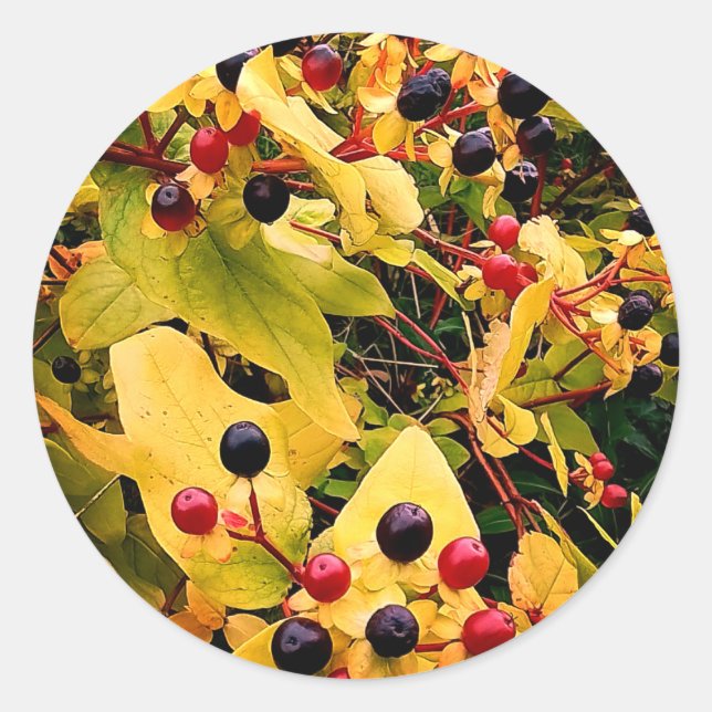 Sticker Rond Baies noires et rouges (Devant)