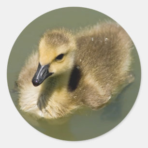 Sticker Rond Baignade de Wee Goose