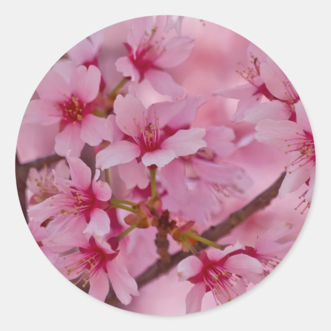 Sticker Rond Baigné dans les fleurs de cerisier japonaises rose (Devant)