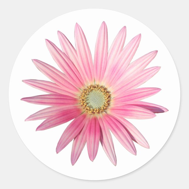 Sticker Rond Baise rose africaine (Devant)