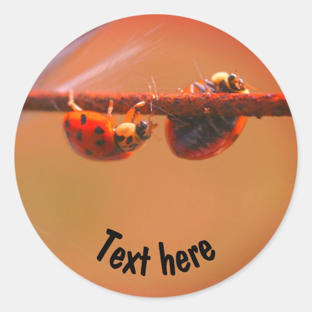 Sticker Rond Balancing Ladybugs Nature Personnalisée (Devant)