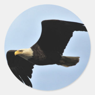 Sticker Rond Bald Eagle envergure