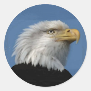 STICKER ROND BALD EAGLE-STICKER