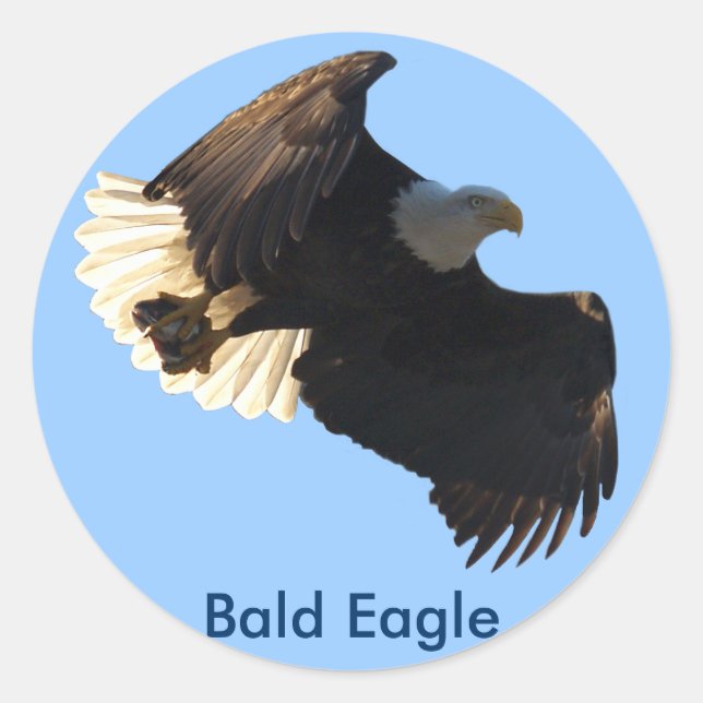 Sticker Rond Bald Eagle Vol Collection II (Devant)