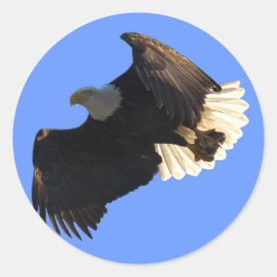 Sticker Rond Bald Eagle Vol Collection II