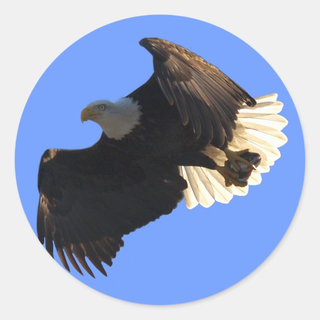 Sticker Rond Bald Eagle Vol Collection II (Devant)
