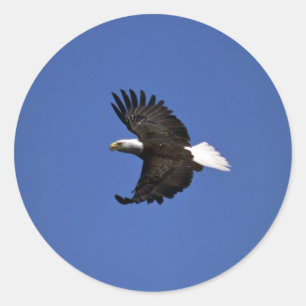 Sticker Rond Bald Eagle volant à travers le ciel bleu