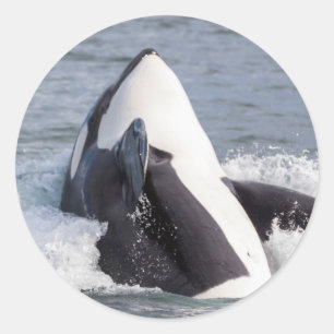 Sticker Rond Baleine d'Orca