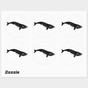 STICKER ROND BALEINE DU SUD DROIT