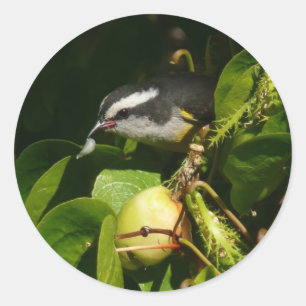 Sticker Rond Bananaquit Bird Mange Photographie tropicale