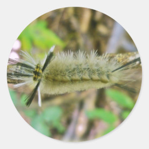 Sticker Rond Bande Tussock Moth Caterpillar