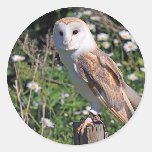 Sticker Rond Barn Owl (Devant)