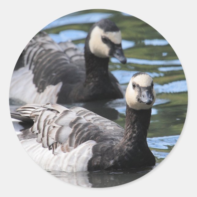Sticker Rond Barnacle Duet (Devant)