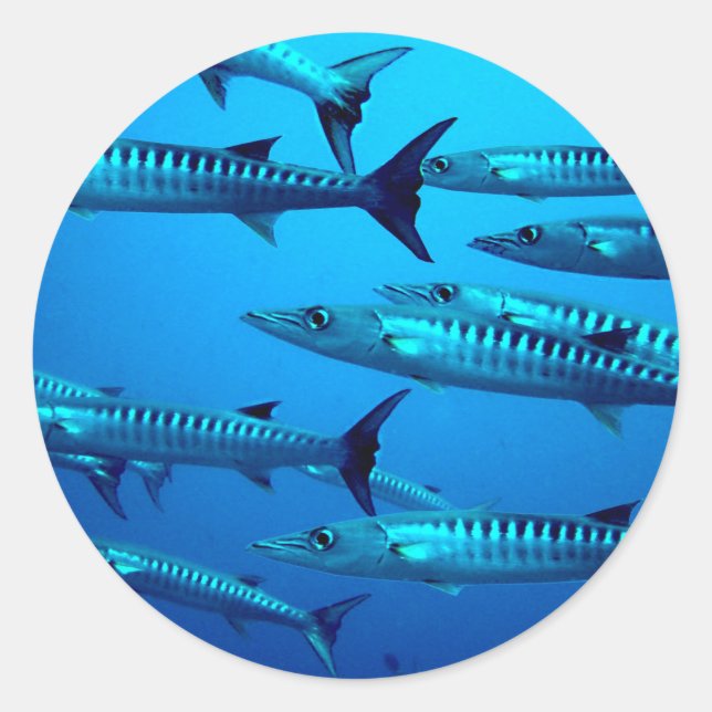 Sticker Rond barracuda plongée mer profonde océan eau tropicale (Devant)