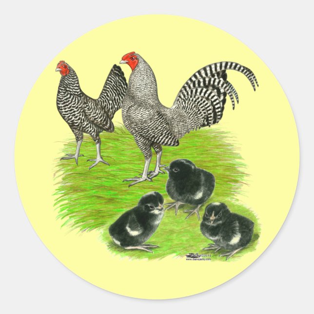 Sticker Rond Barred Bantam Family (Devant)