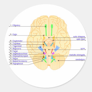 Sticker Rond base de l'image du cerveau anglais