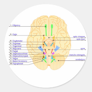 Sticker Rond base de l'image du cerveau anglais