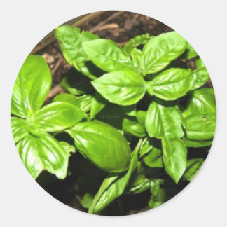 Sticker Rond Basil