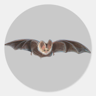 Sticker Rond Bat Pipistrellus pipistrellus Illustration Gris