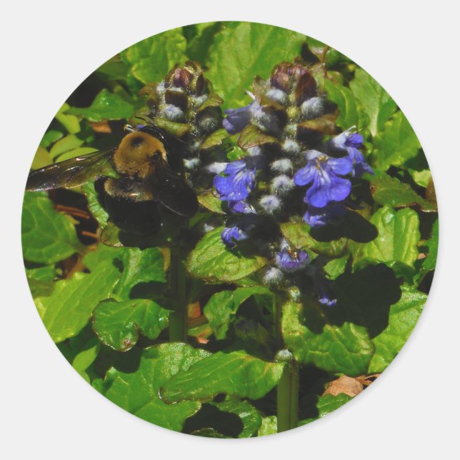 Sticker Rond Baume d'abeille pourpre et bourdon (Devant)